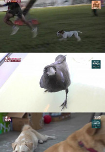 TV 동물농장.E1135.230827.720p-NEXT.mp4
